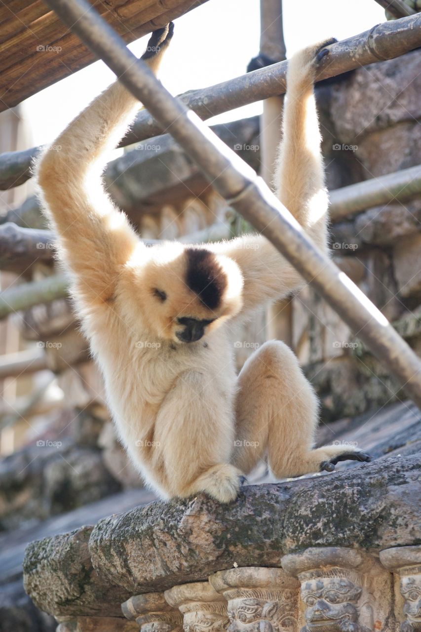 Gibbons