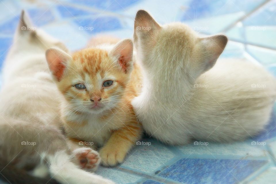 Kittens resting on carpet