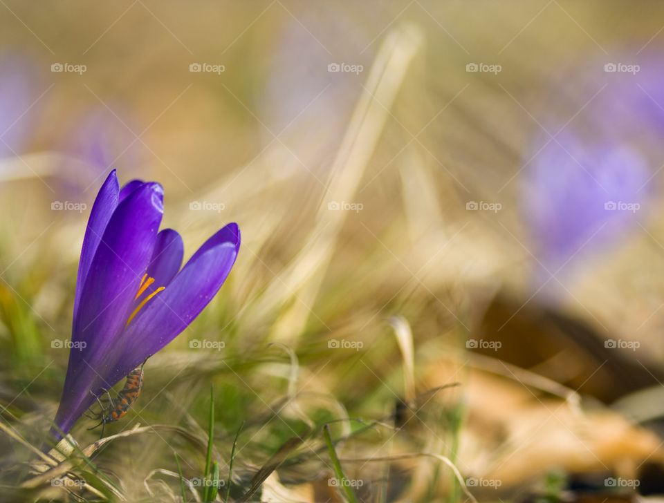 blue spring forest flower
