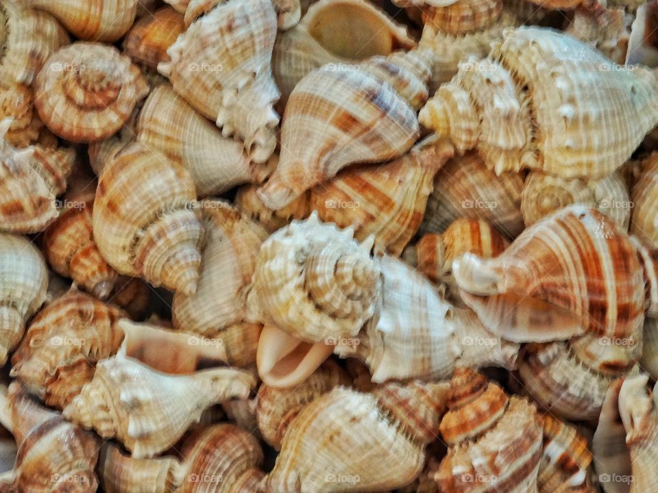 Sea Shells