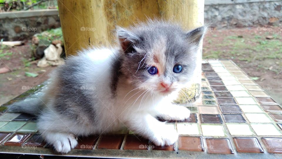 Cute kitten sitting on the terrace