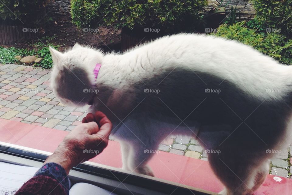 Hand petting cat at the window 