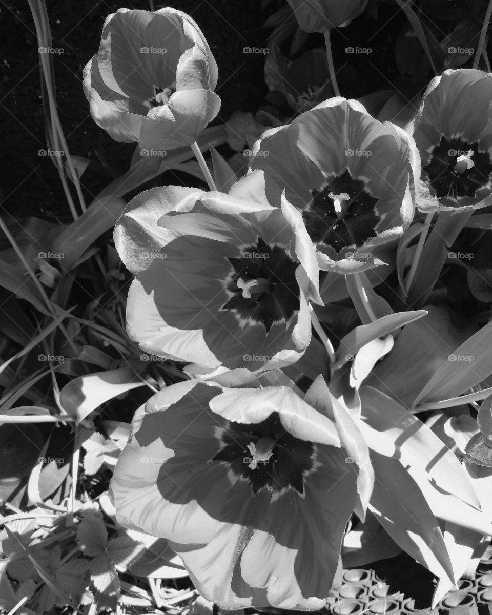 Tulips monochrome