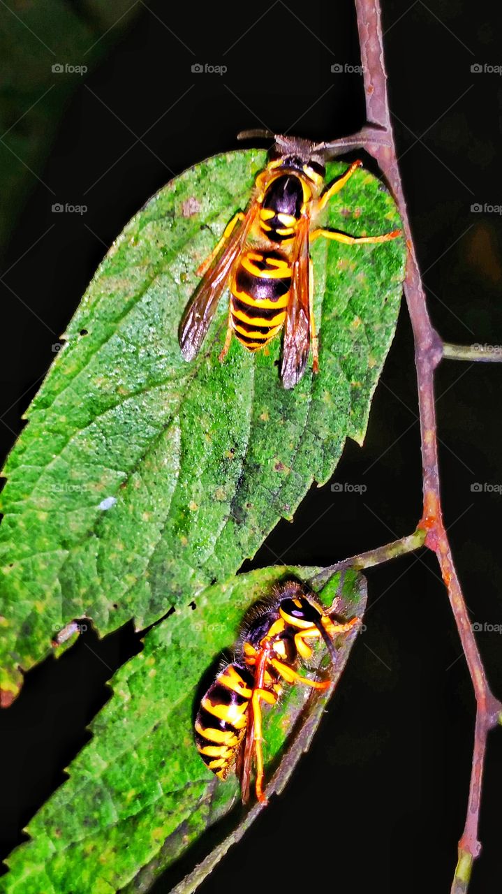 yellow jackets on leaf