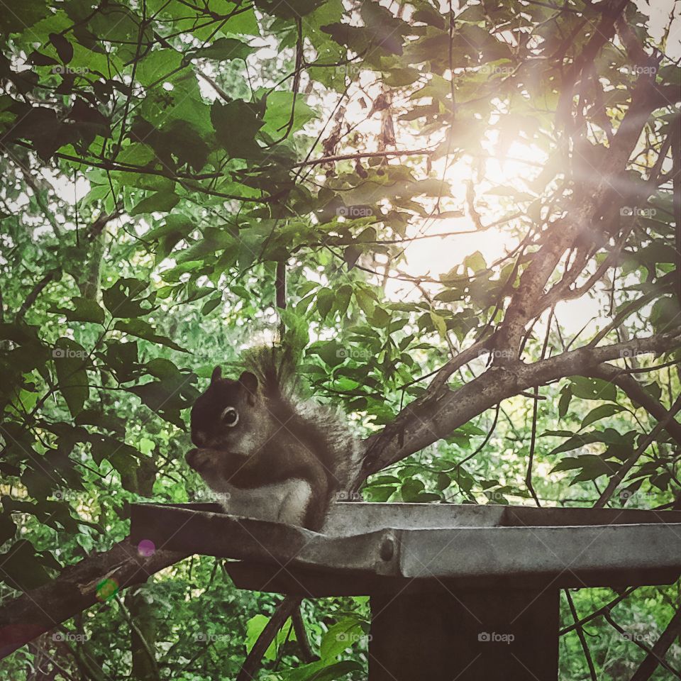 Squirrel eating nuts