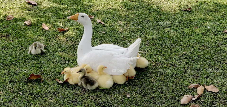Ducks
