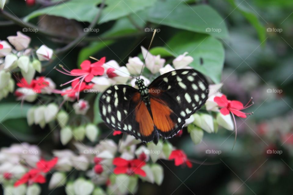 Butterfly at London zoo