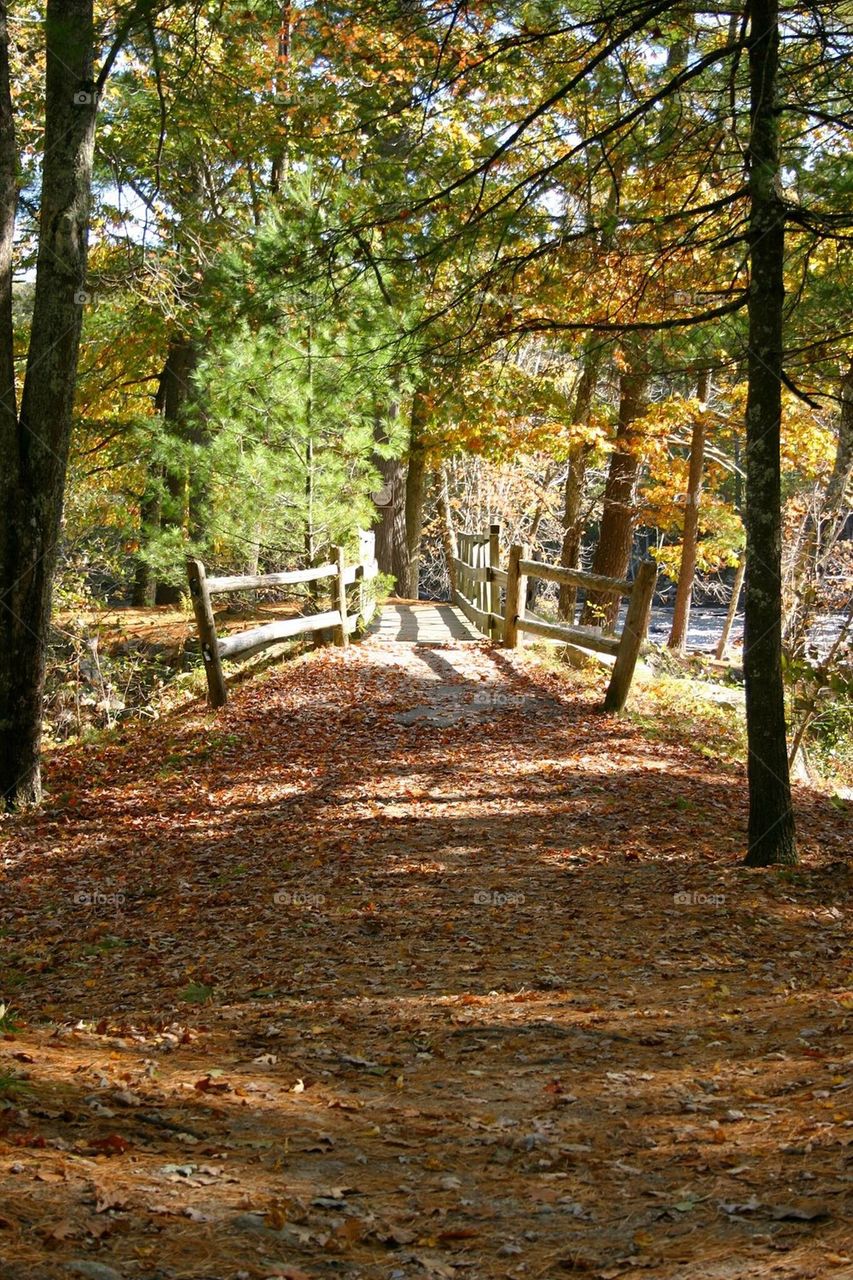 Fall Path