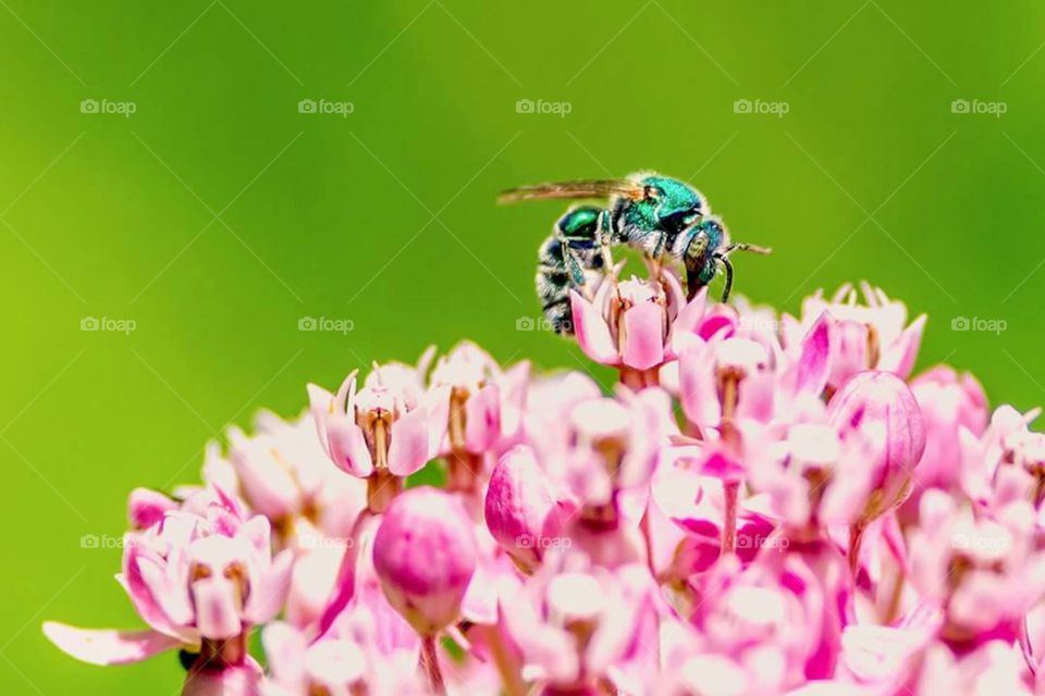 Green bee on native milkweed wildflower