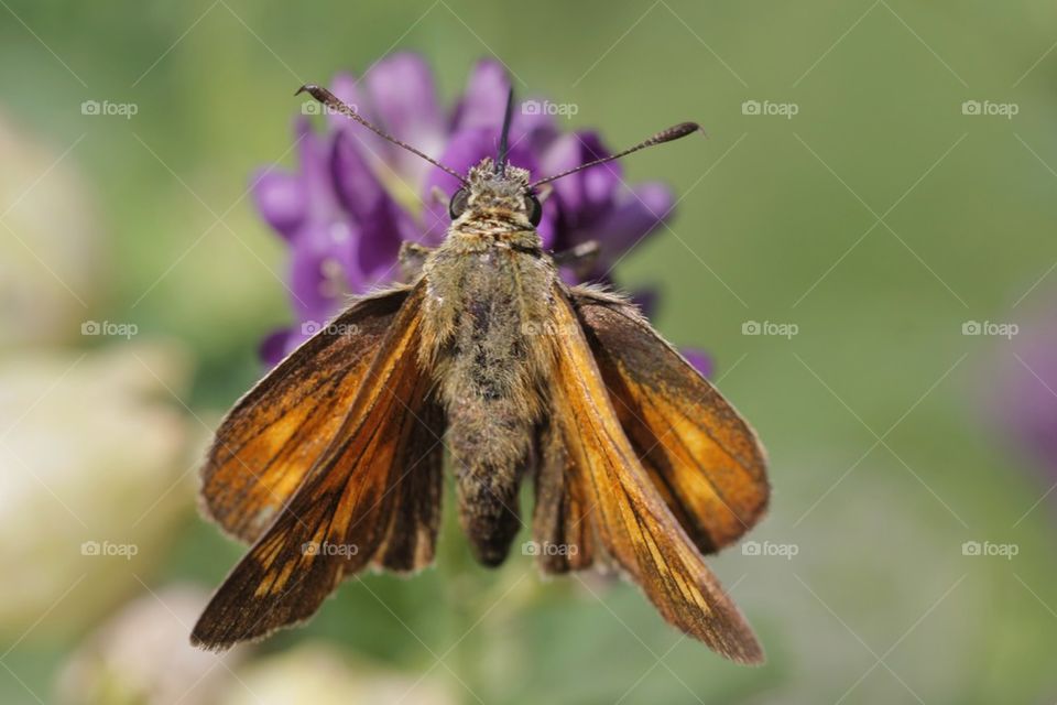 Moth pollinating on flower