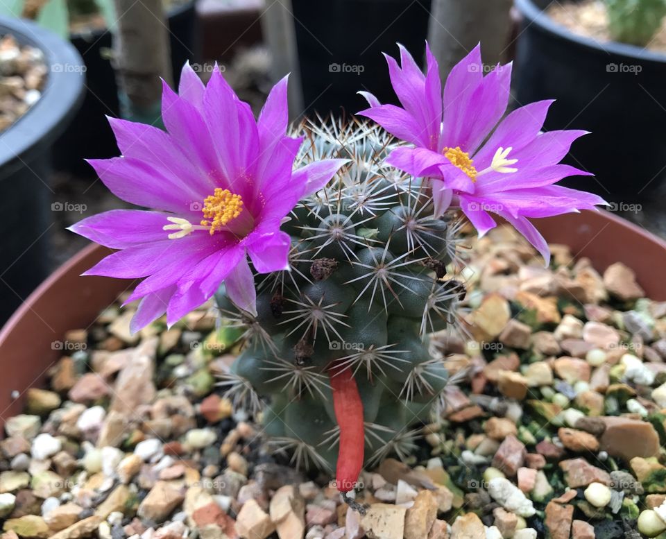 Purple cactus flower plant 