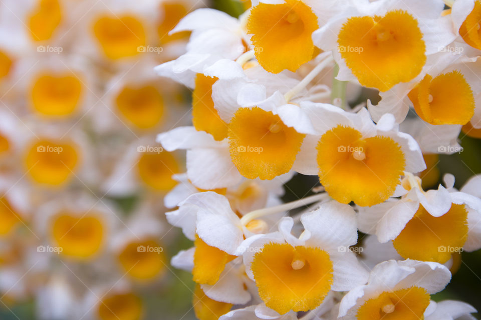 Orange flowers blooming at outdoors