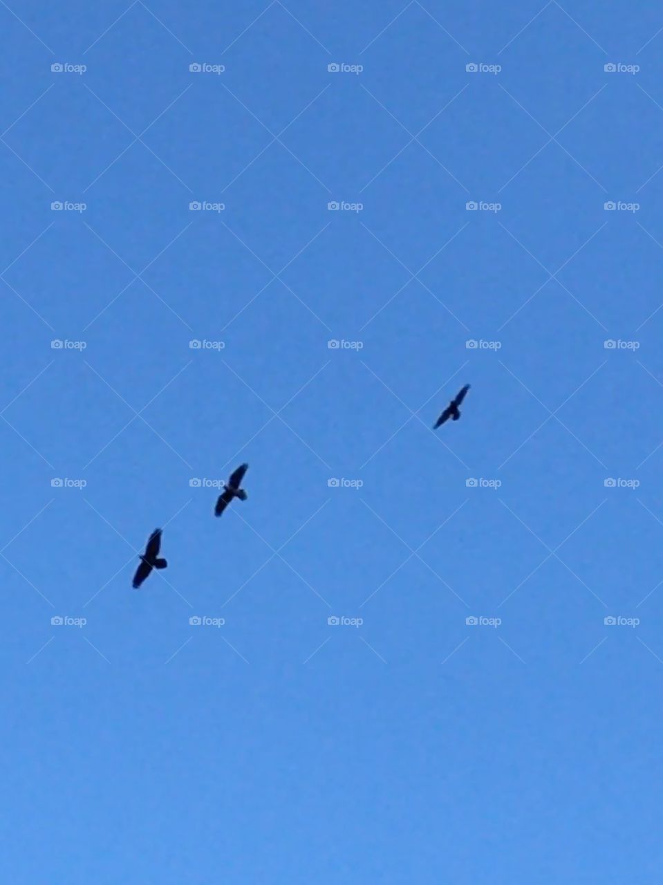 Crows in flight