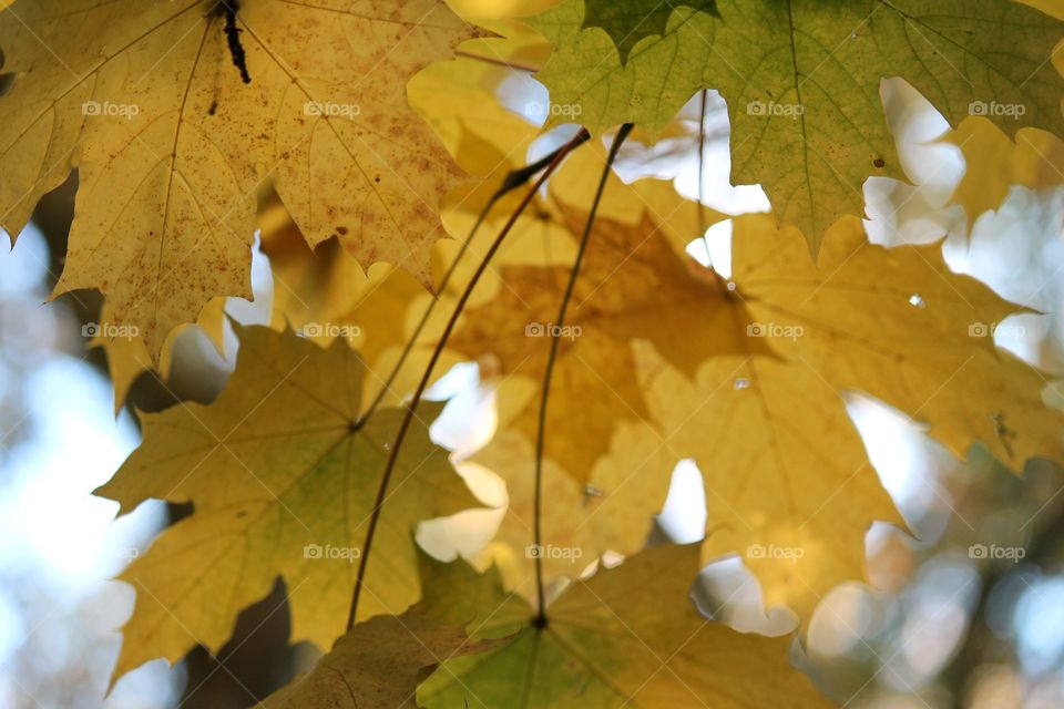 Fall, Leaf, Maple, Season, Nature