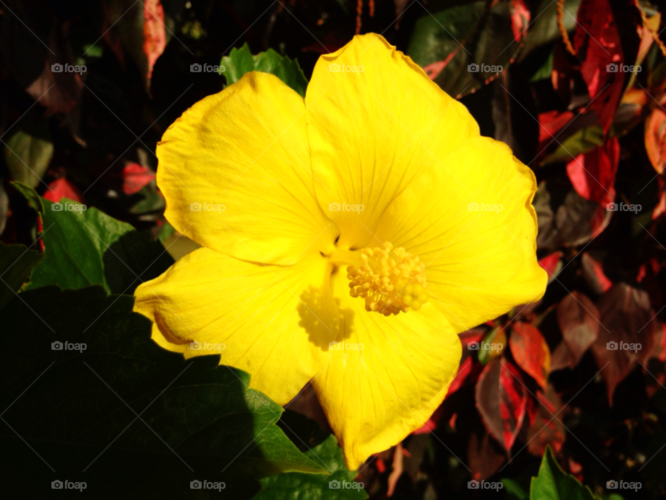 yellow botany nature flower by jmsilva59