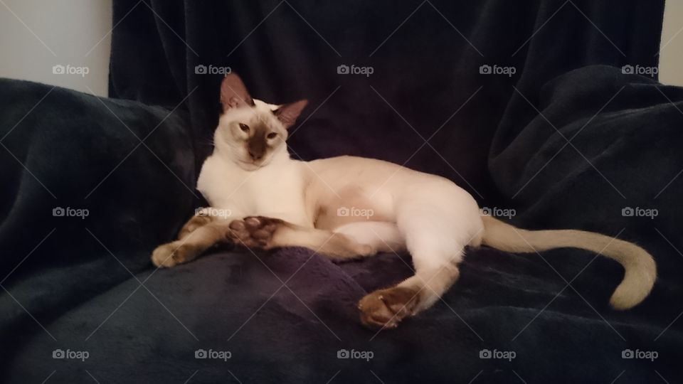 Siamese cat