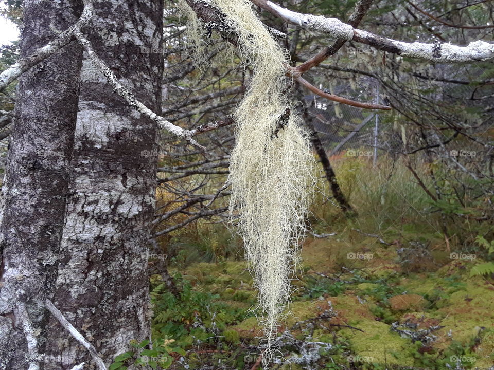 tree lichen