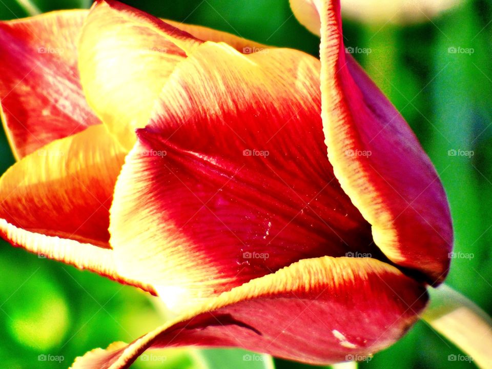 Pretty Indiana tulip