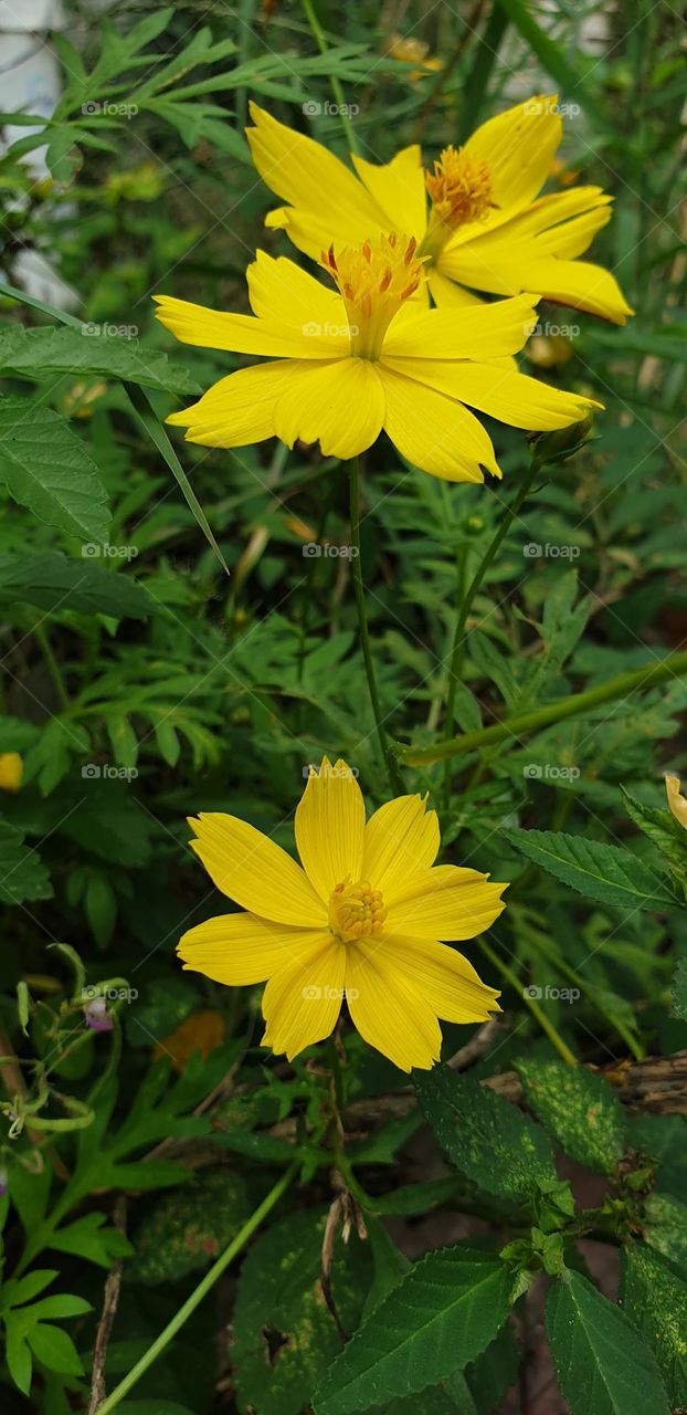 wild flower, very beautiful yellow color, simple and delicate