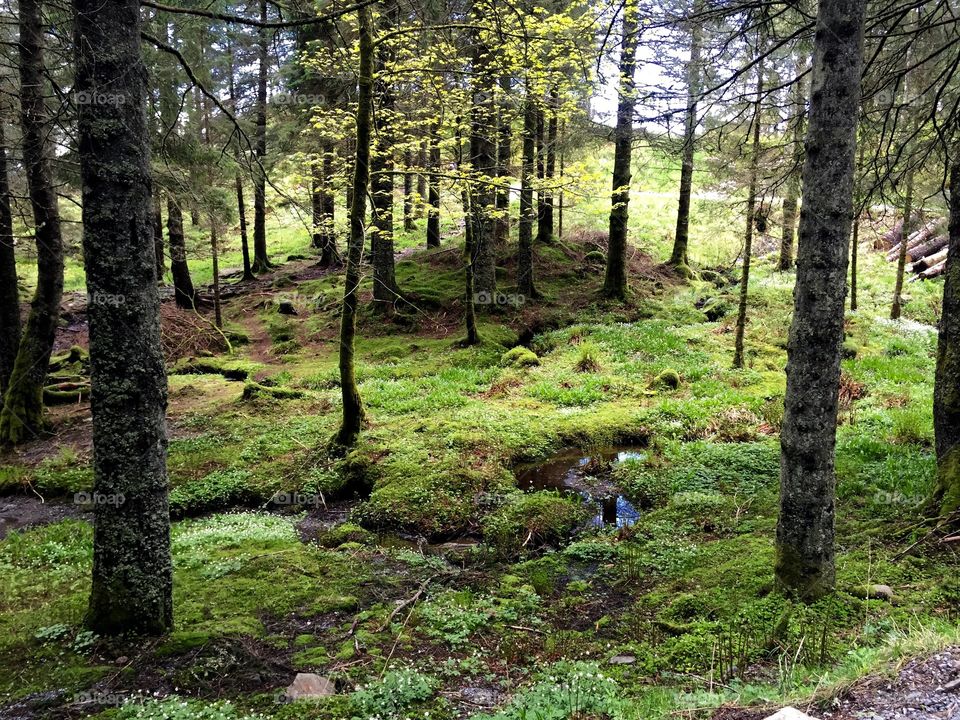 Forest in Norway