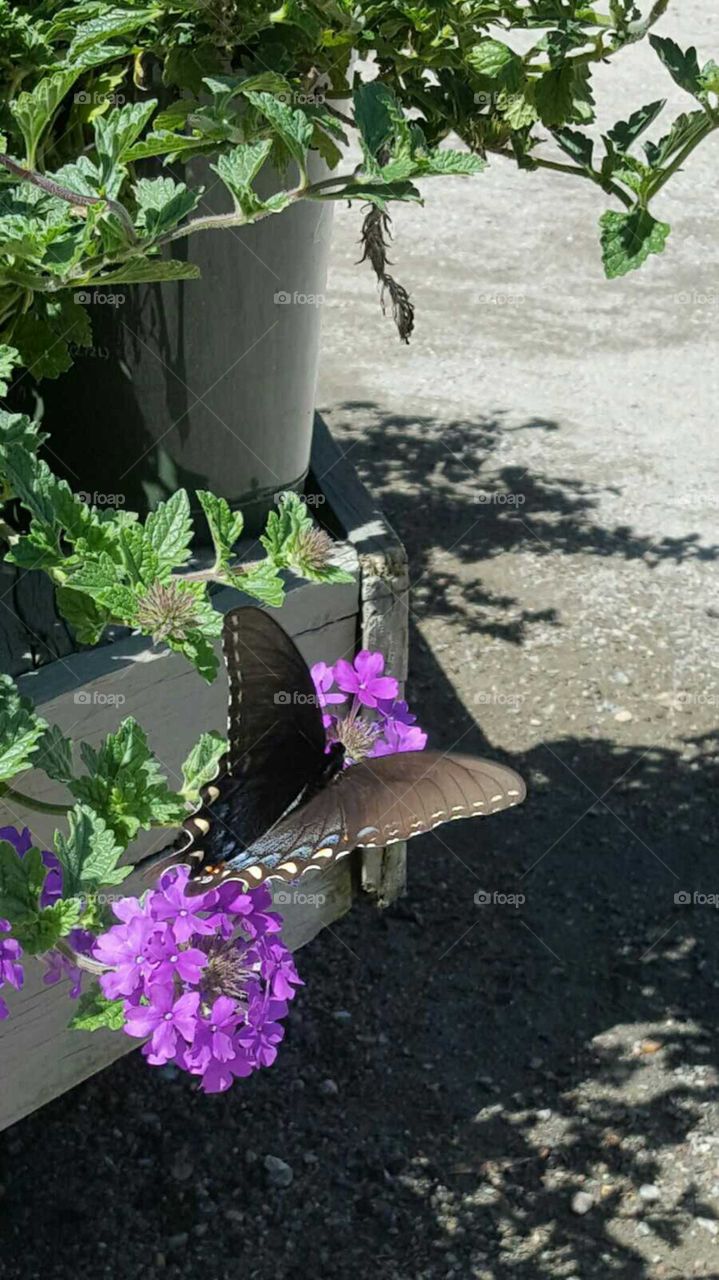 A lovely butterfly rests on a pretty purple blossom.