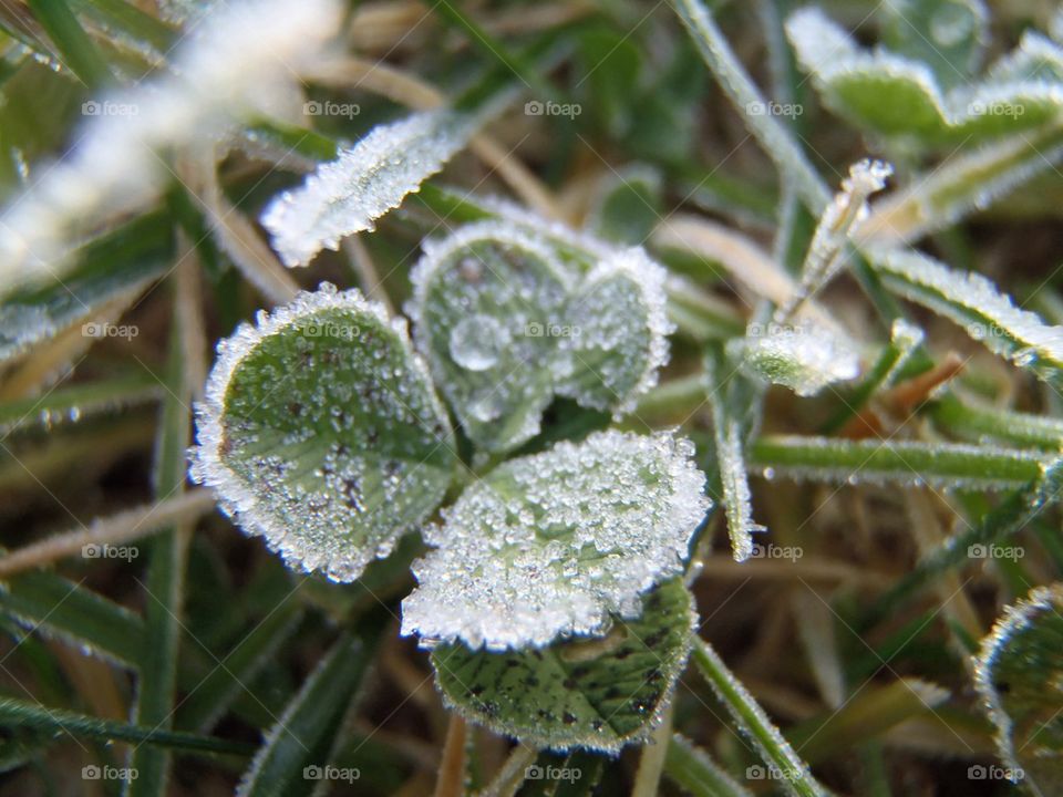 Clover and ice make the garden look nice