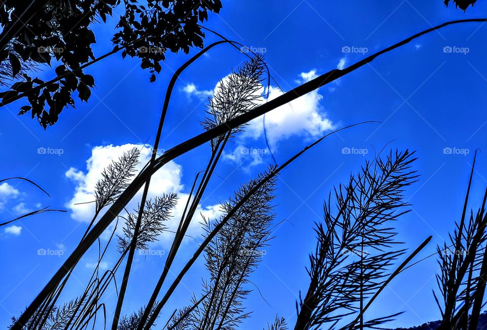 plant with sky background