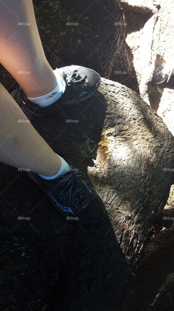 climbing a tree on a hike