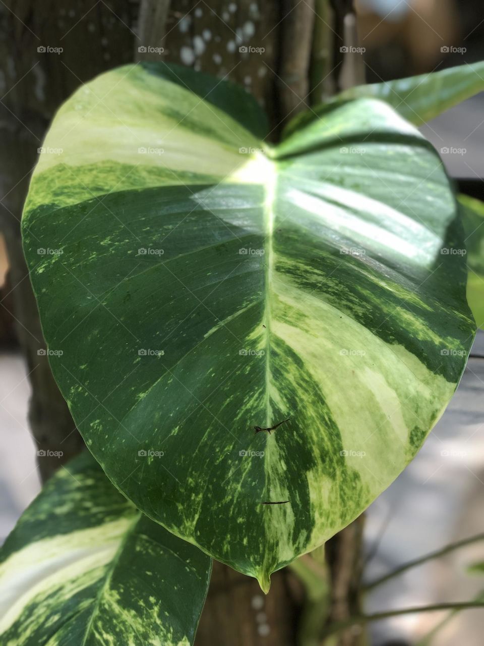 Beautifull vines leaves on the tree