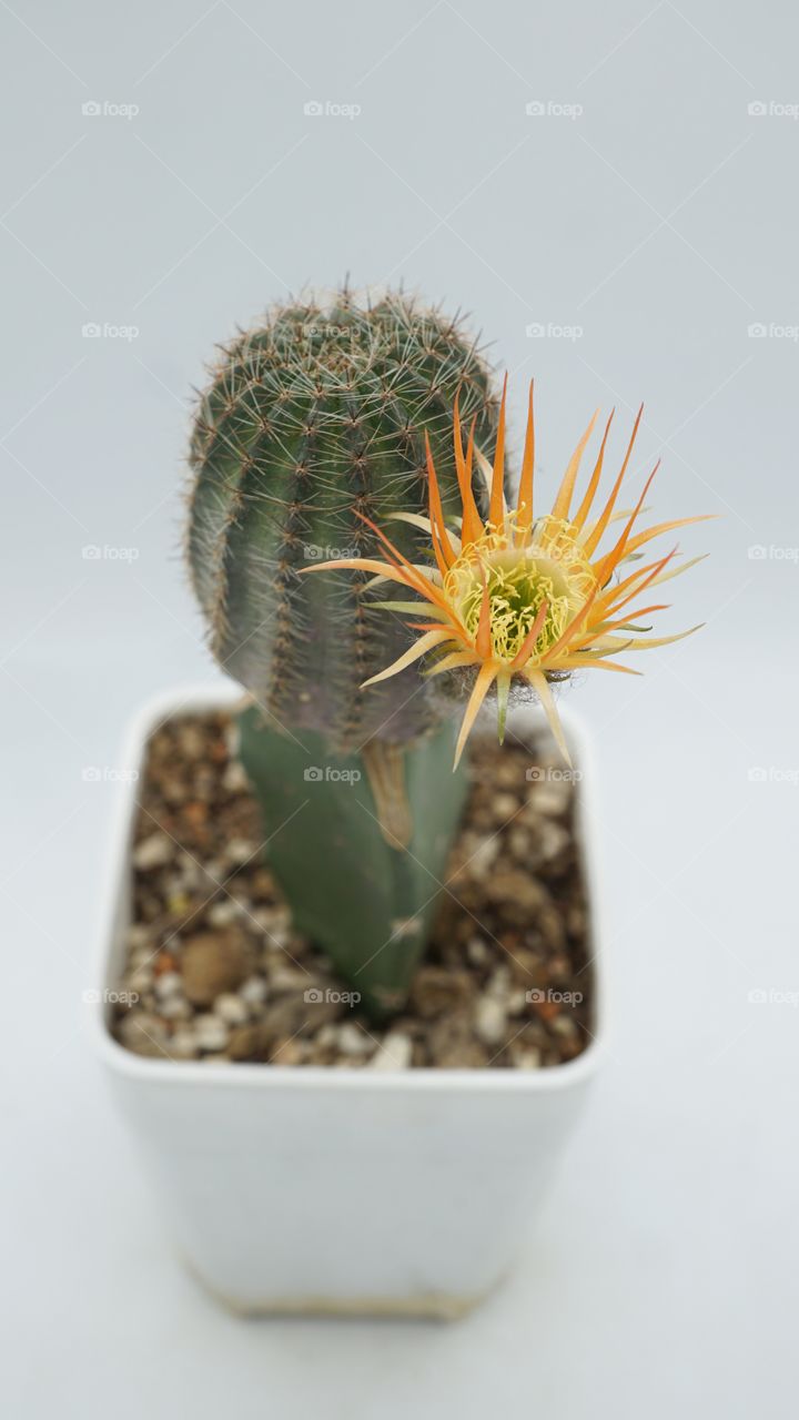 cactus bit flowers lobivia