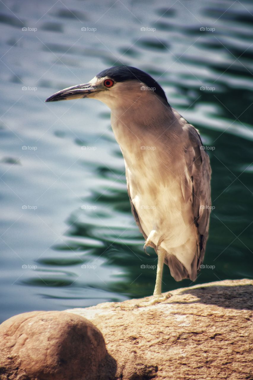 a black - crowned night- heron standing on the rock