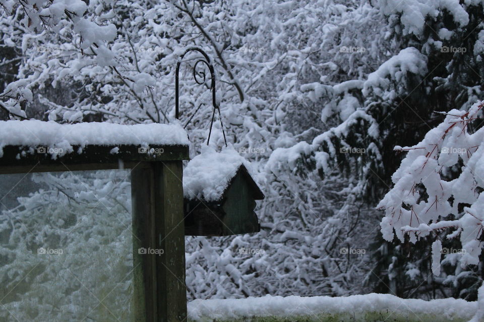 The Pacific Northwest does get some snow & our first snow was beautiful, light, powder clinging to the tiny branches creating a lacy cover. Luckily the feeder was just filled & we had a great many visitors happy to find an easy source of food! 🐦