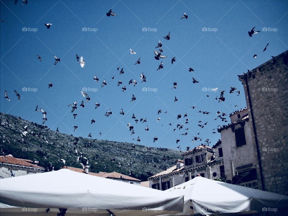 Birds flying on The blue sky on top of a cafe