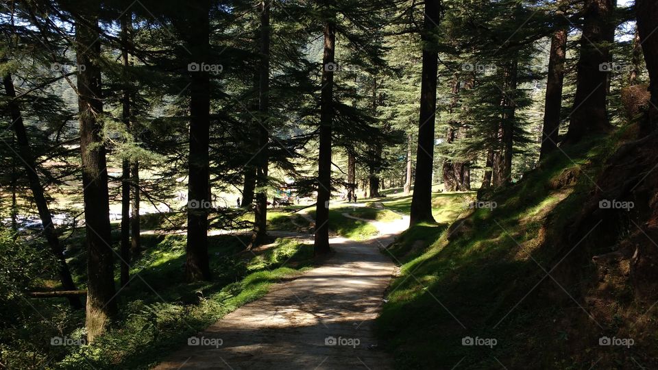 Footpath through forest