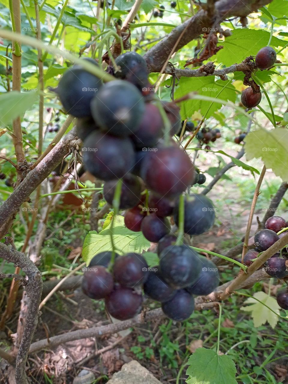 black currant