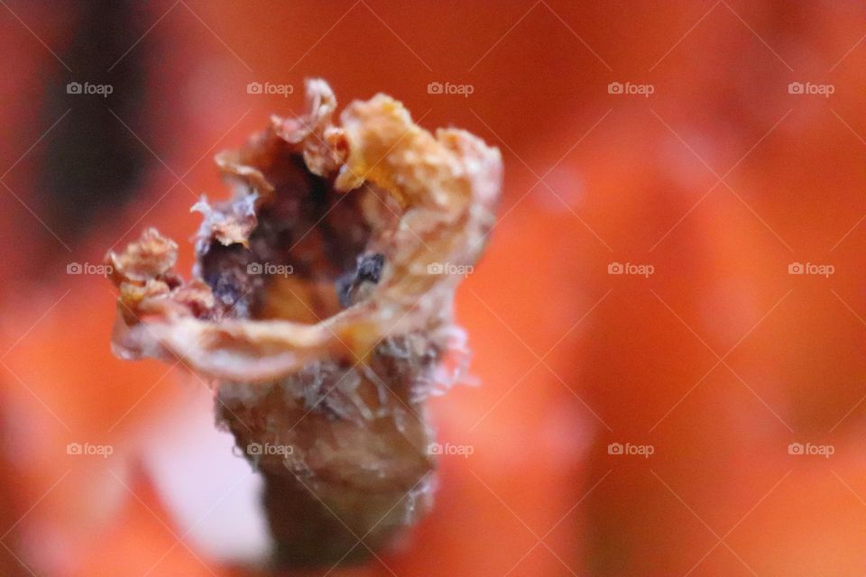 withered petals of episcia