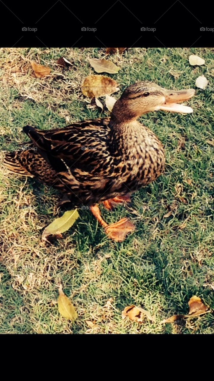 Duck in grass 