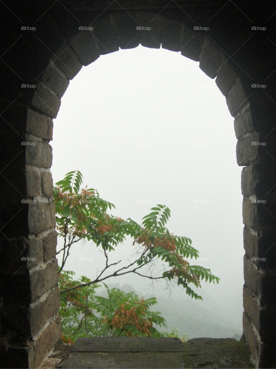 tree window old brick by Amy