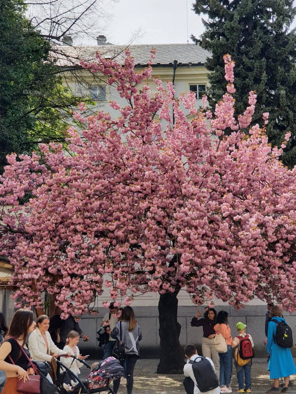 Prague in spring