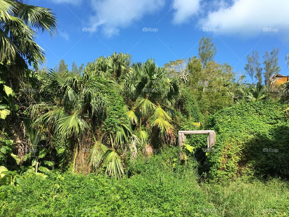 Bermuda jungle