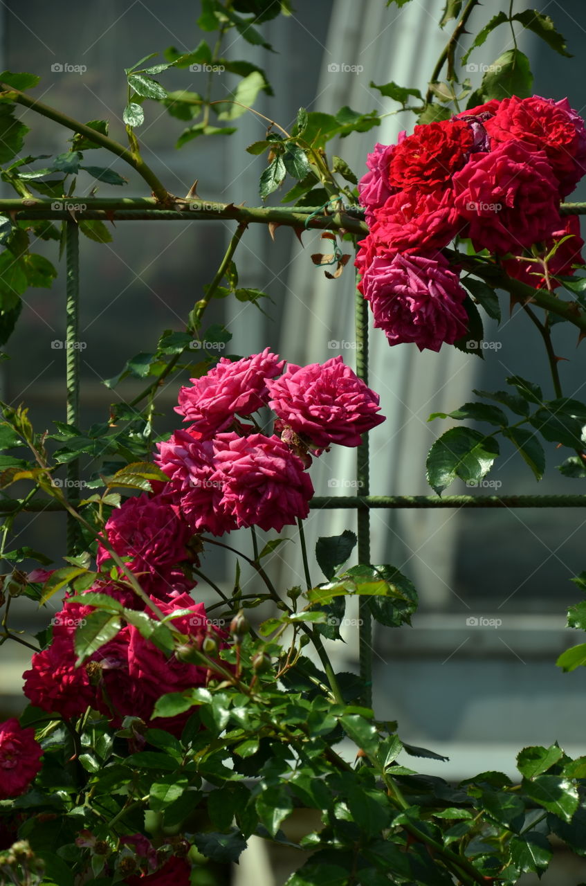 Red roses