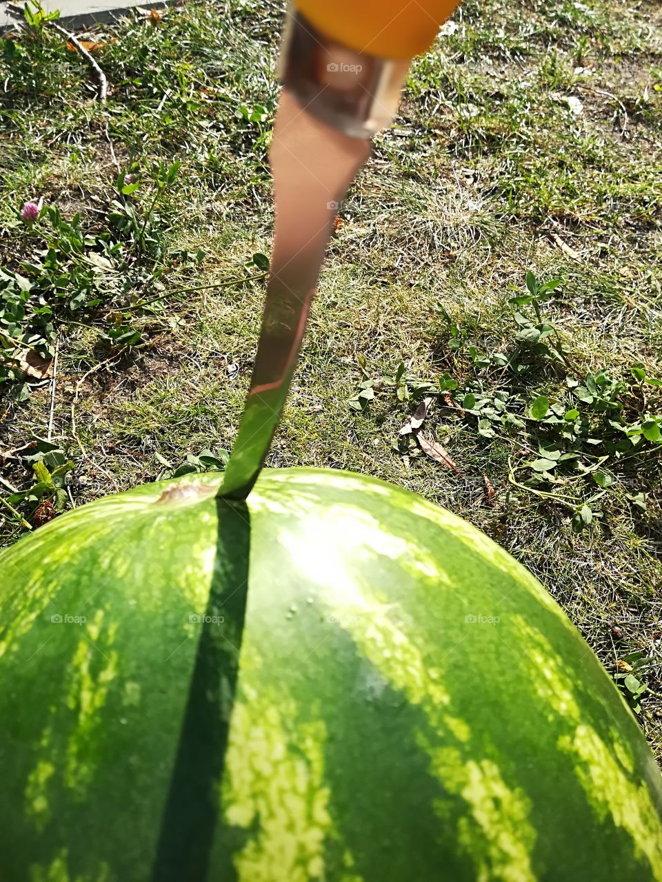 Watermelon finał cut