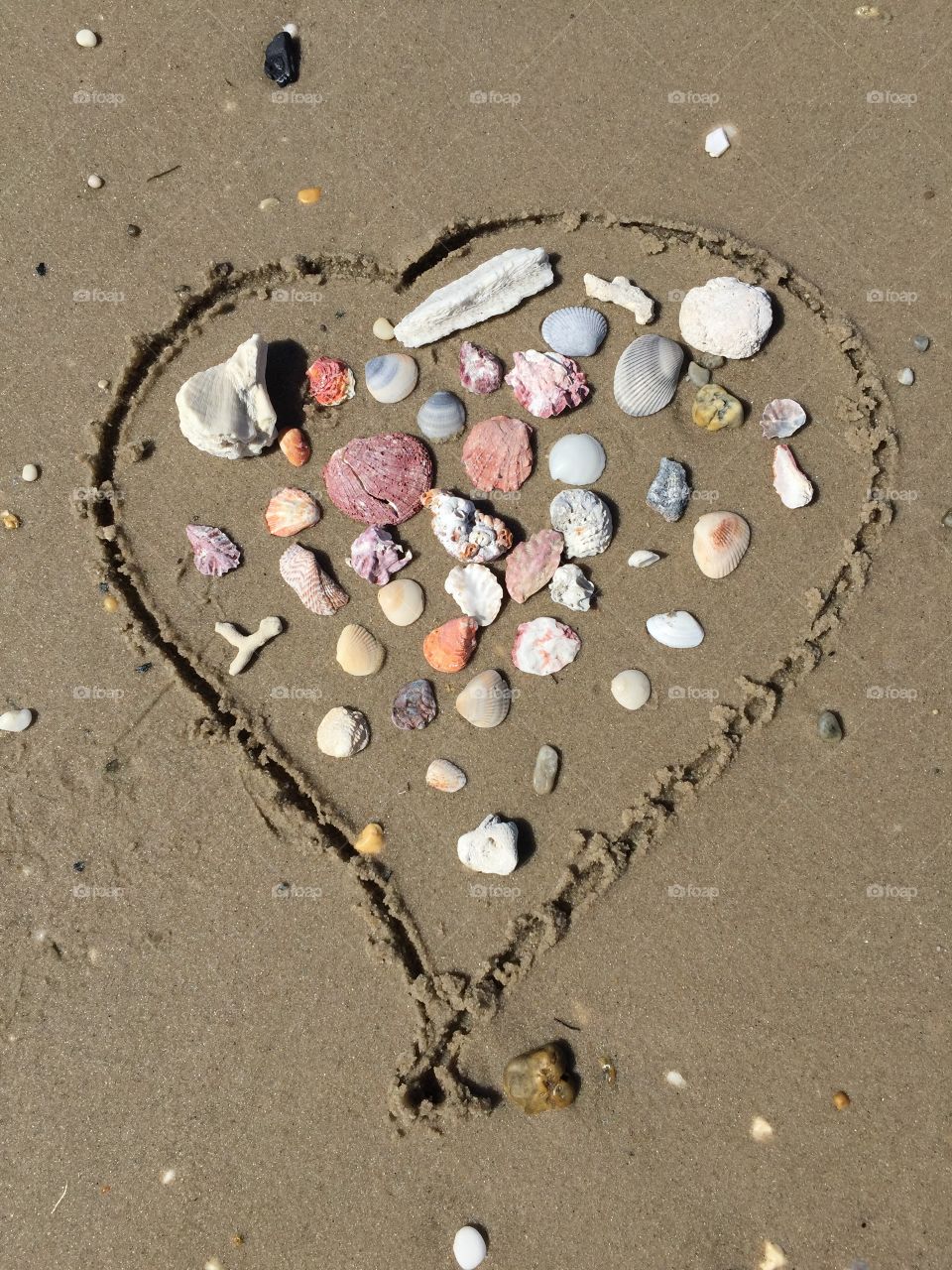 Heart shells