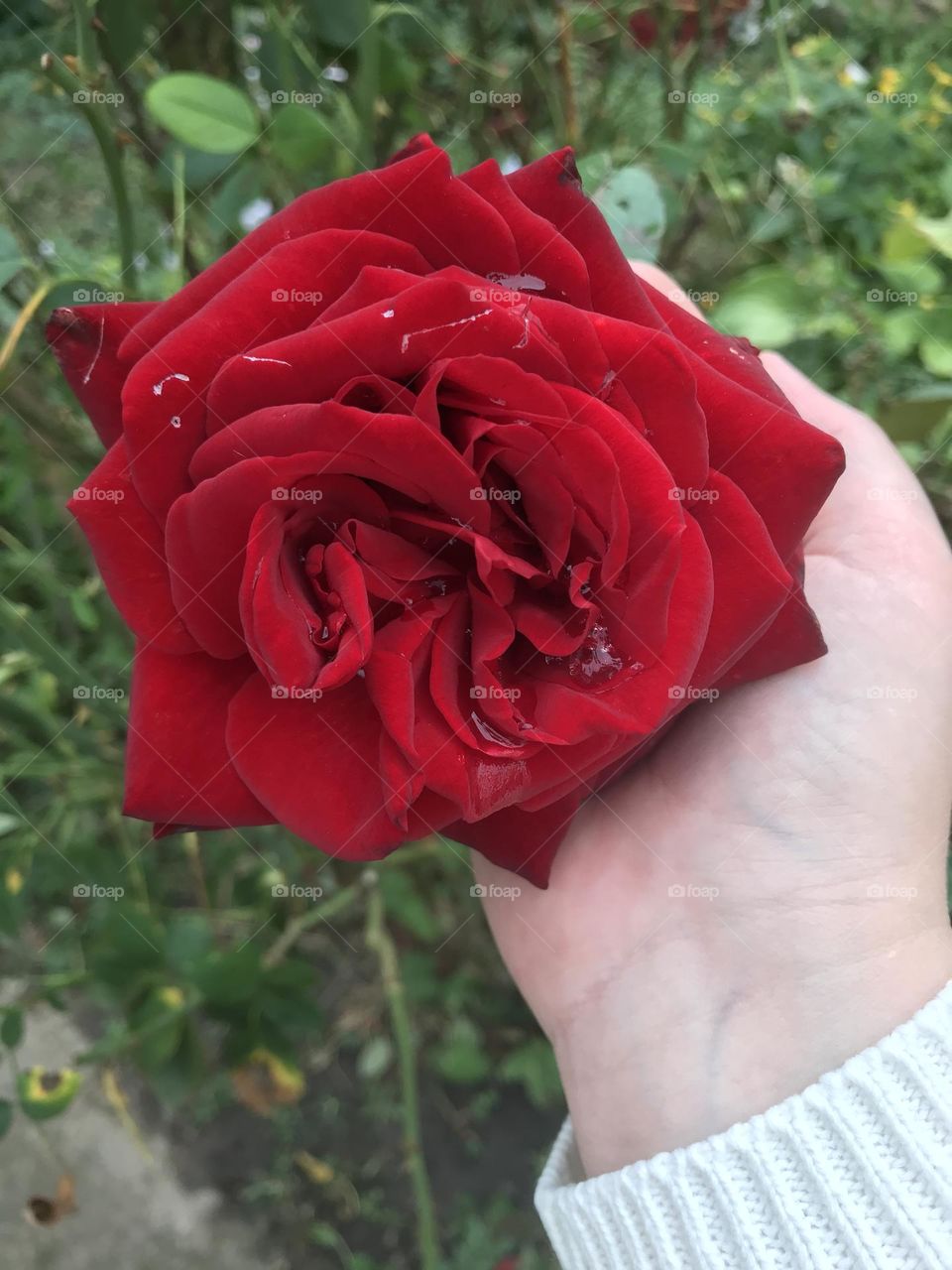 Red rose.