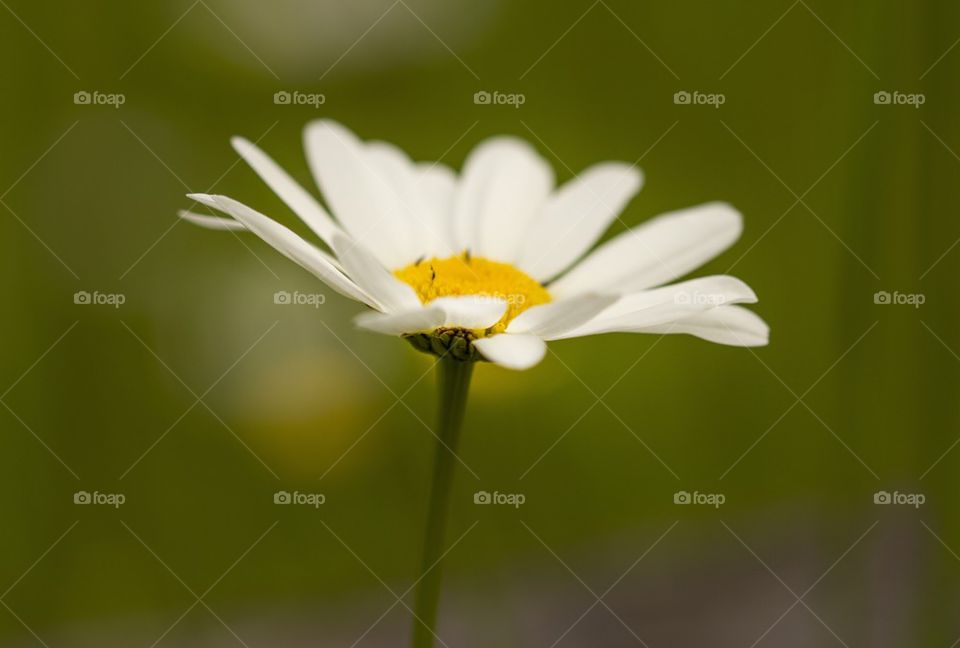 Daisy in bloom
