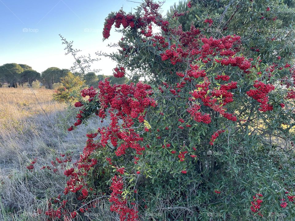 "This photo shows nature's beauty: vibrant red flowers, a blue sky, and white clouds over a sunlit, dry ground. Green trees endure the heat, while red blooms add a touch of vibrancy. It's a reminder of nature's resilience and splendor."