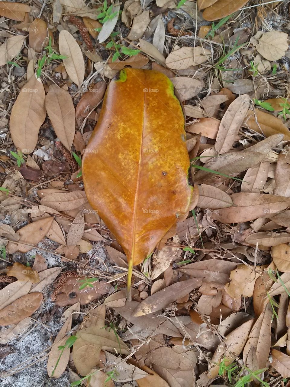dead leaves 