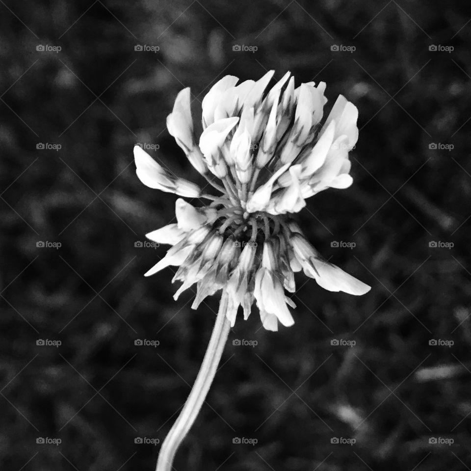 Black and White flower