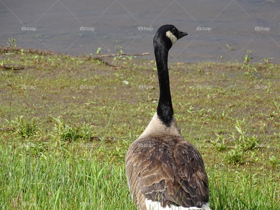 Canadian Goose Gazing