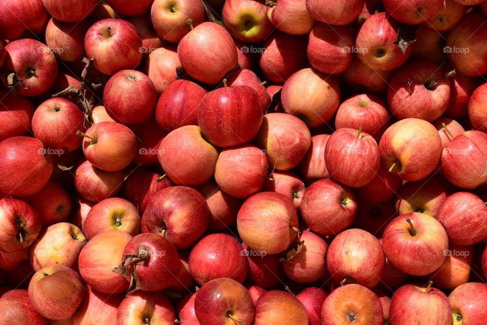 Apple Bin